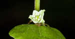 Climbing false buckwheat